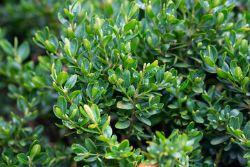 Fresh green buxus (Buxus sempervirens) leaves. Close-up of evergreen bush boxwood in the nature. Concept: Greenery, nature texture.