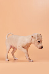 Obraz na płótnie Canvas Portrait of cute Italian Greyhound puppy isolated on orange peachy studio background. Small beagle dog white beige color.
