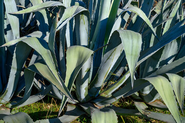 Agave cactus thickets in a tropical park