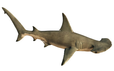 A hammerhead shark shown from a low angle, isolated on a white background. 3D rendering
