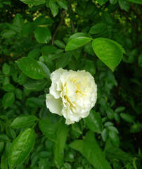 A pair of yellow roses with water drops glass cup of liquid