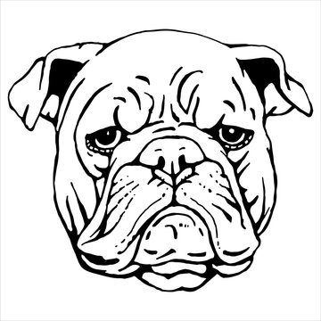 Portrait of English Bulldog. Hand-drawn illustration. Vector