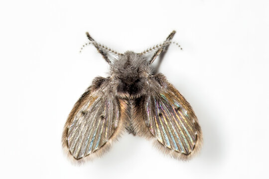 The beauty of a drain fly!