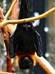 Pairi Daiza Zoo, Belgium - July 2023 - Magnificent bat