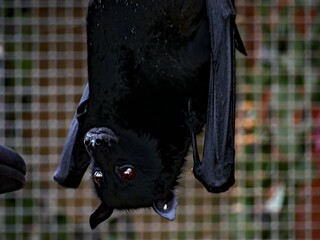 Pairi Daiza Zoo, Belgium - July 2023 - Magnificent bat