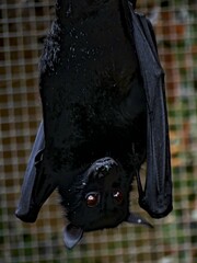 Pairi Daiza Zoo, Belgium - July 2023 - Magnificent bat