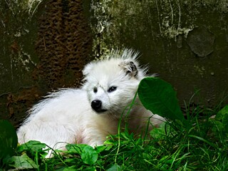 Pairi Daiza Zoo, Belgium - July 2023 - Magnificent various animals (elk, bear, wolf, monkey, etc.).