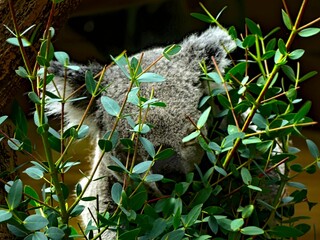 Pairi Daiza Zoo, Belgium - July 2023 - Magnificent koala