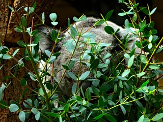 Pairi Daiza Zoo, Belgium - July 2023 - Magnificent koala