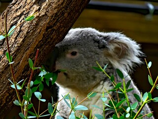 Pairi Daiza Zoo, Belgium - July 2023 - Magnificent koala