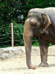 Pairi Daiza Zoo, Belgium - July 2023 - Magnificent African elephant	