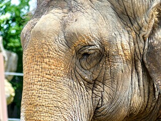 Pairi Daiza Zoo, Belgium - July 2023 - Magnificent African elephant	