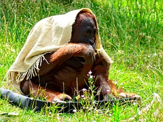 Pairi Daiza Zoo, Belgium - July 2023 - Magnificent orang outan