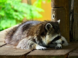 Pairi Daiza Zoo, Belgium - July 2023 - Magnificent racoon

