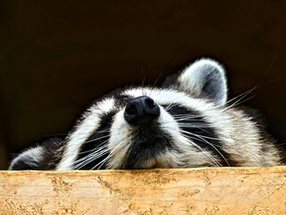 Pairi Daiza Zoo, Belgium - July 2023 - Magnificent racoon
