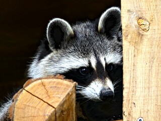 Pairi Daiza Zoo, Belgium - July 2023 - Magnificent racoon
