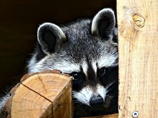 Pairi Daiza Zoo, Belgium - July 2023 - Magnificent racoon
