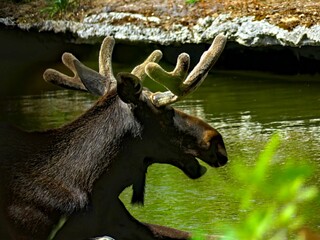 Pairi Daiza Zoo, Belgium - July 2023 - Magnificent various animals (elk, bear, wolf, monkey, etc.).