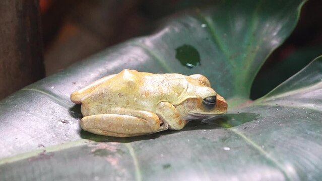 The yellow frog sleeps on a green leaf. Animal toad. Nature wildlife.