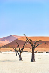 Namibia. Deadvlei clay pan. Namib Naukluft National Park. A dried out dead camel thorn (Vachellia erioloba)