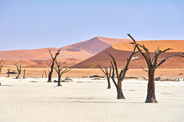 Fototapeta na wymiar Namibia. Deadvlei clay pan. Namib Naukluft National Park. A dried out dead camel thorn (Vachellia erioloba)