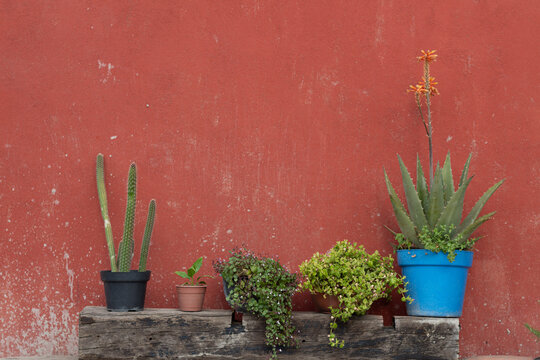postal de plantas, macetas y pared.
