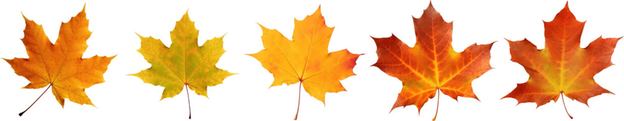 Fototapeta premium Set of maple leaves isolated on transparent background