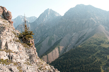 A spruce tree perched on the edge of a sheer cliff face with views of mountains and forests on a summers day in Kananaskis Country, Alberta, Canada