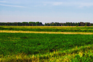 Fototapeta premium Dense green grasses grow in the field. Farmland. Scenery.