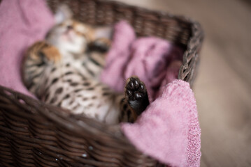 Obraz premium Cute Bengal kitten sleeps in a wicker basket on its back with its paws up
