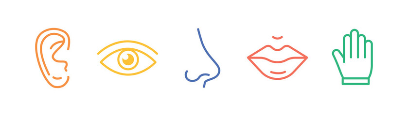 Five senses of human nervous system line icons color set. 5 five types symbols. Eye, nose, ear, hand, mouth. Sight, smell, hearing, touch, taste concept. Vector illustration - obrazy, fototapety, plakaty