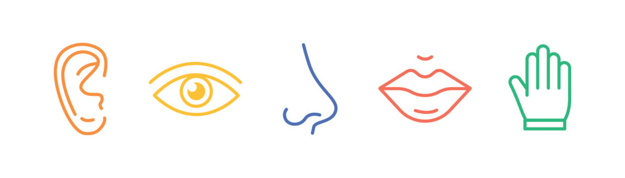 Five senses of human nervous system line icons color set. 5 five types symbols. Eye, nose, ear, hand, mouth. Sight, smell, hearing, touch, taste concept. Vector illustration