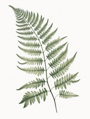 Ai Generated Art A Watercolor Painting of a Single Fern Leaf Against the White Background in Bright Pastel Sage Green Colors