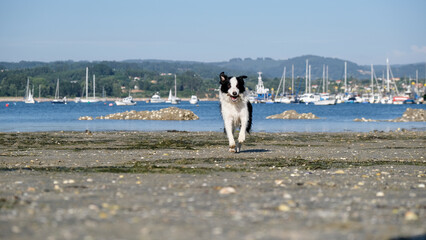 Perro Border collie jugando en la playa