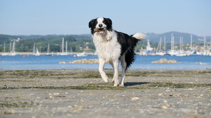 Perro Border collie jugando en la playa