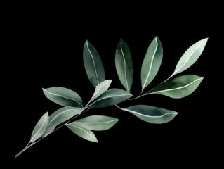 Ai Generated Art A Watercolor Painting of Leaf Against the Black Background in Bright Pastel Sage Green Colors