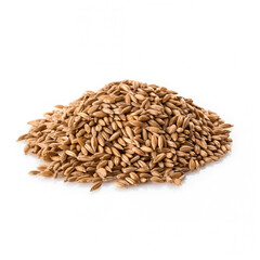 Fototapeta premium Rye Groats isolated on white background side view 