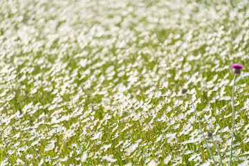 Daisy Chamomile background. Beautiful nature scene with blooming chamomilles in sun flare. Sunny day. Summer flowers.