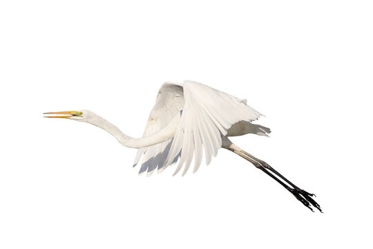 Beautiful of Eastern great egret flying isolated on transparent background png file