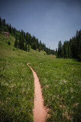 Fototapeta na wymiar Narrow bike trail going through green grassy meadows in forest in Colorado in summer