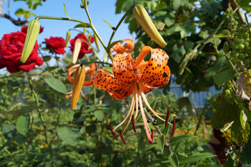 tiger lily