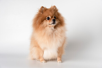 Studio portrait of the dog on the white background.