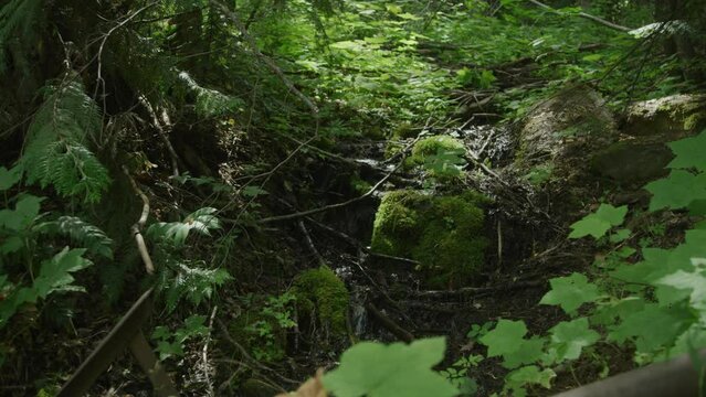 Small creek waterfall in Wenatchee national forest near Cle Elem Washington in summer