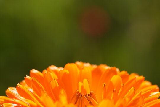 Calendula, Ringelblume im Detail mit unscharfem Hintergrund