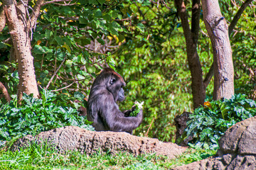 Western lowland gorilla sitting and contemplating his next meal