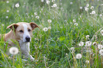 The dog lies in a meadow of dandelions. Copy space