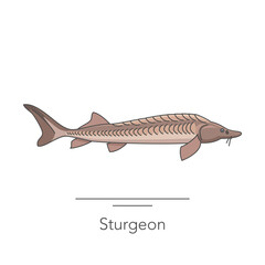 Sturgeon icon. Outline colorful icon of sturgeon fish on white. Vector illustration