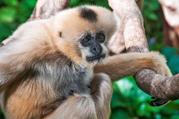 White-Cheeked Gibbon Sitting and Looking