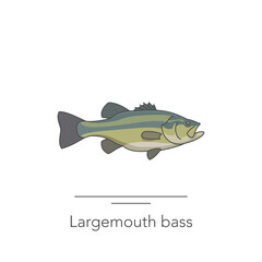 Largemouth bass icon. Outline colorful icon of bass fish on white. Vector illustration - obrazy, fototapety, plakaty