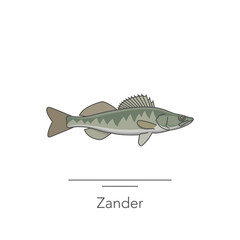Zander icon. Outline colorful icon of zander fish on white. Vector illustration